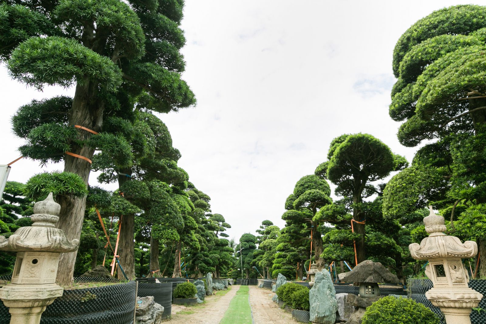 Cách cây Tùng La Hán Nhật Bản được trồng và chăm sóc