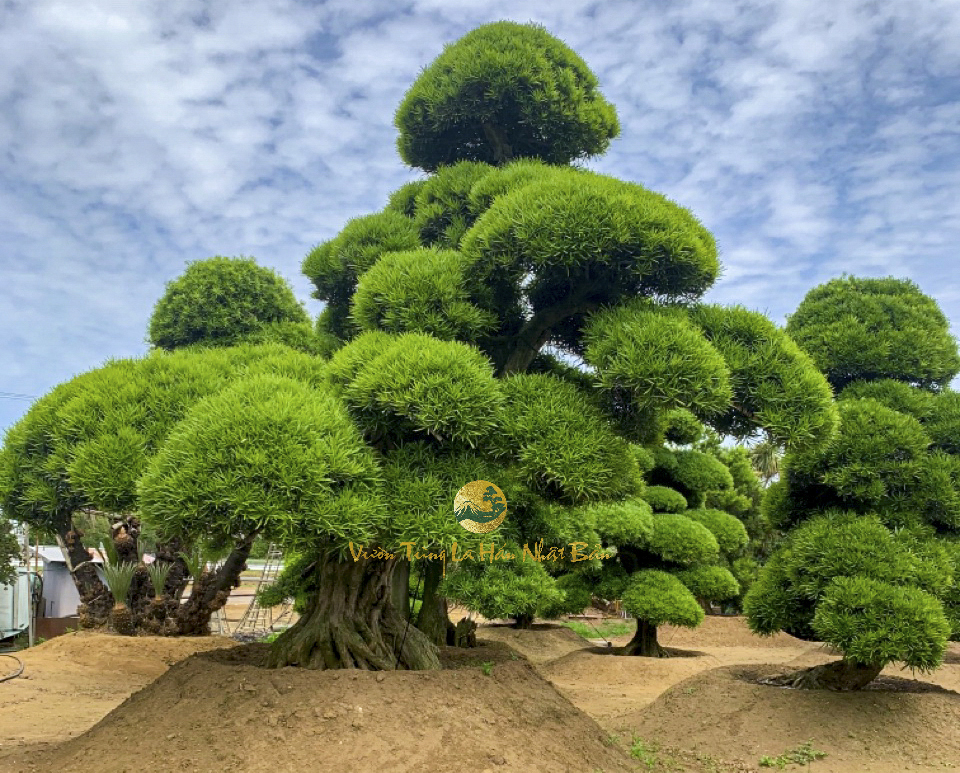 Tham quan Vườn ươm cây Tùng La Hán của Công ty Thiên Phúc Viên tại Nhật Bản