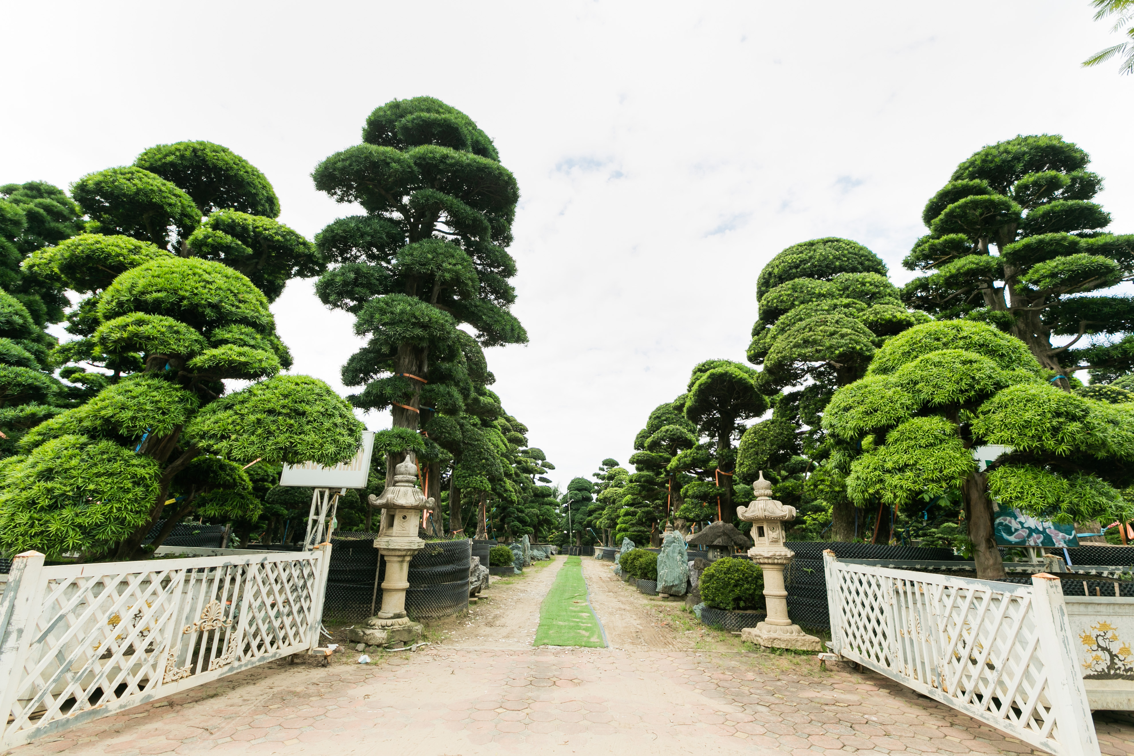 Hướng dẫn chọn cây Tùng La Hán Nhật Bản đẹp