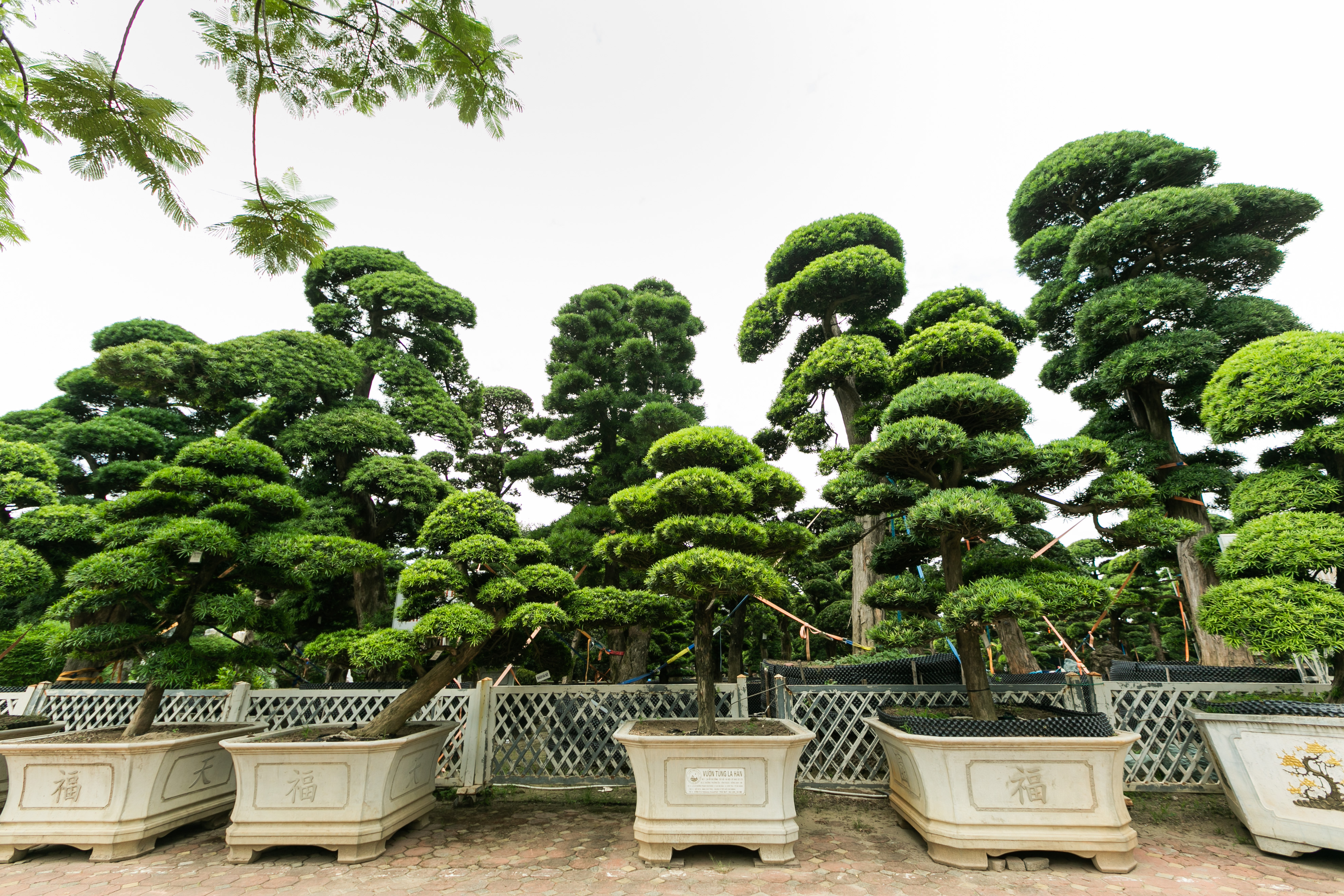 Lý do trong không gian vườn nhà nên trồng Tùng La Hán